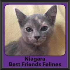 2016-Adopted-Niagara