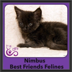 2016-Adopted-Nimbus