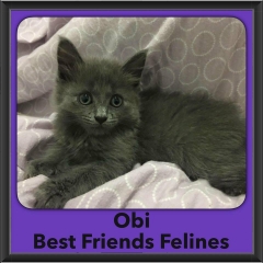 2016-Adopted-Obi
