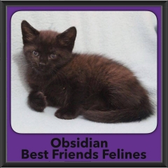 2016-Adopted-Obsidian