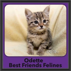 2016-Adopted-Odette