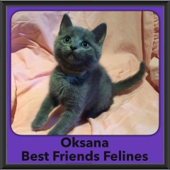 2016-Adopted-Oksana