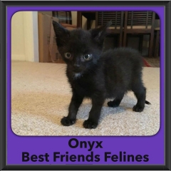 2016-Adopted-Onyx