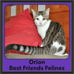 2016-Adopted-Orion