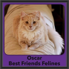 2016-Adopted-Oscar