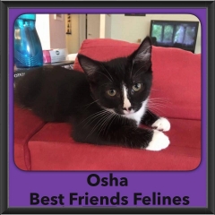 2016-Adopted-Osha