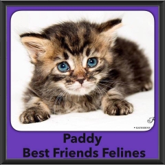 2016-Adopted-Paddy
