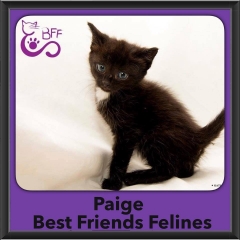2016-Adopted-Paige