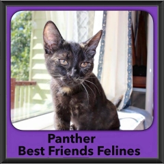 2016-Adopted-Panther