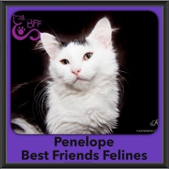2016-Adopted-Penelope