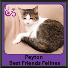 2016-Adopted-Peyton