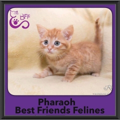 2016-Adopted-Pharaoh