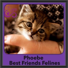 2016-Adopted-Phoebe