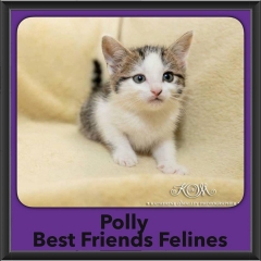 2016-Adopted-Polly