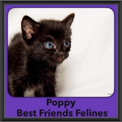 2016-Adopted-Poppy