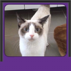 2016-Adopted-Purrsette