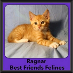 2016-Adopted-Ragnar