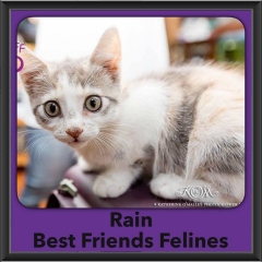 2016-Adopted-Rain