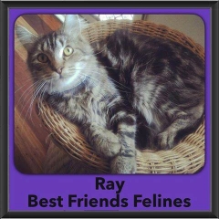 2016-Adopted-Ray