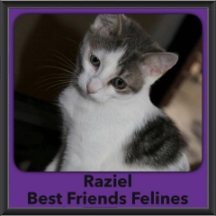 2016-Adopted-Raziel
