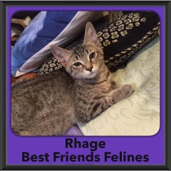 2016-Adopted-Rhage