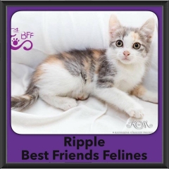 2016-Adopted-Ripple