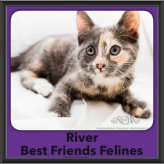 2016-Adopted-River
