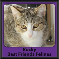 2016-Adopted-Rocky