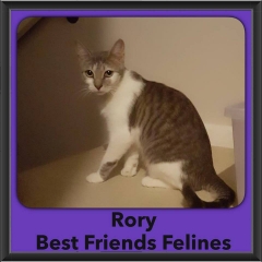 2016-Adopted-Rory