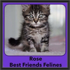 2016-Adopted-Rose