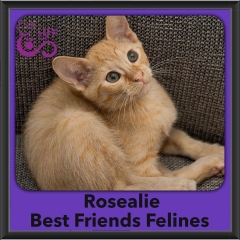 2016-Adopted-Rosealie