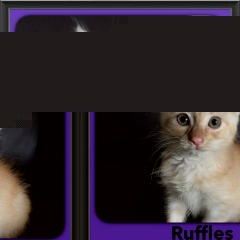 2016-Adopted-Ruffles