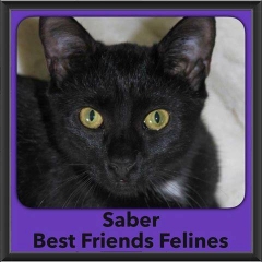 2016-Adopted-Saber