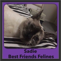 2016-Adopted-Sadie