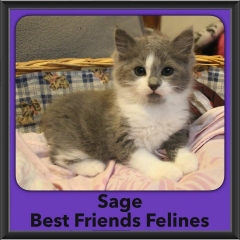 2016-Adopted-Sage