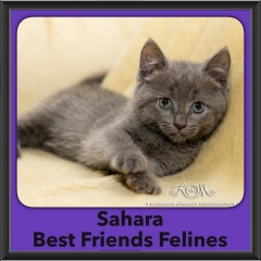 2016-Adopted-Sahara
