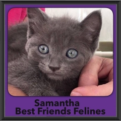 2016-Adopted-Samantha