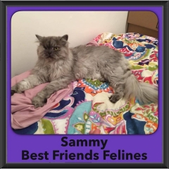 2016-Adopted-Sammy