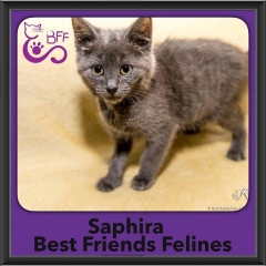 2016-Adopted-Saphira