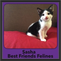 2016-Adopted-Sasha