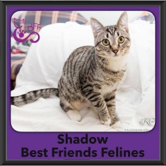 2016-Adopted-Shadow