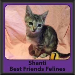 2016-Adopted-Shanti