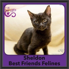 2016-Adopted-Sheldon