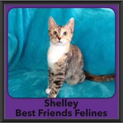 2016-Adopted-Shelley