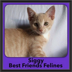 2016-Adopted-Siggy