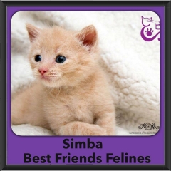 2016-Adopted-Simba