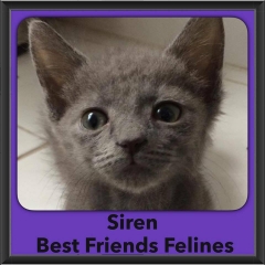 2016-Adopted-Siren