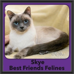 2016-Adopted-Skye