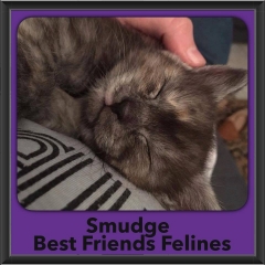 2016-Adopted-Smudge