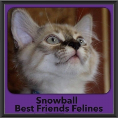 2016-Adopted-Snowball